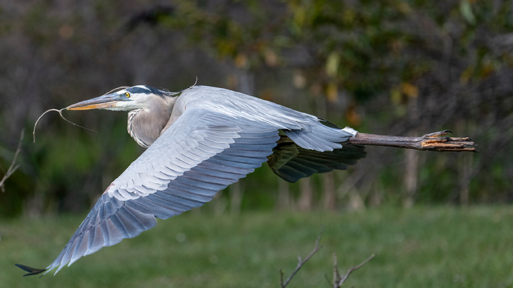 Great Blue Heron In Flight Photography Art | Marc Sherman Photography