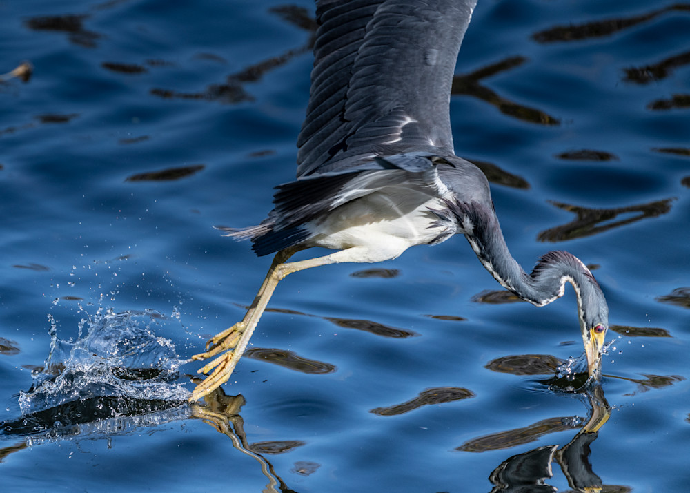 Heron Leaps For Fish Photography Art | Marc Sherman Photography