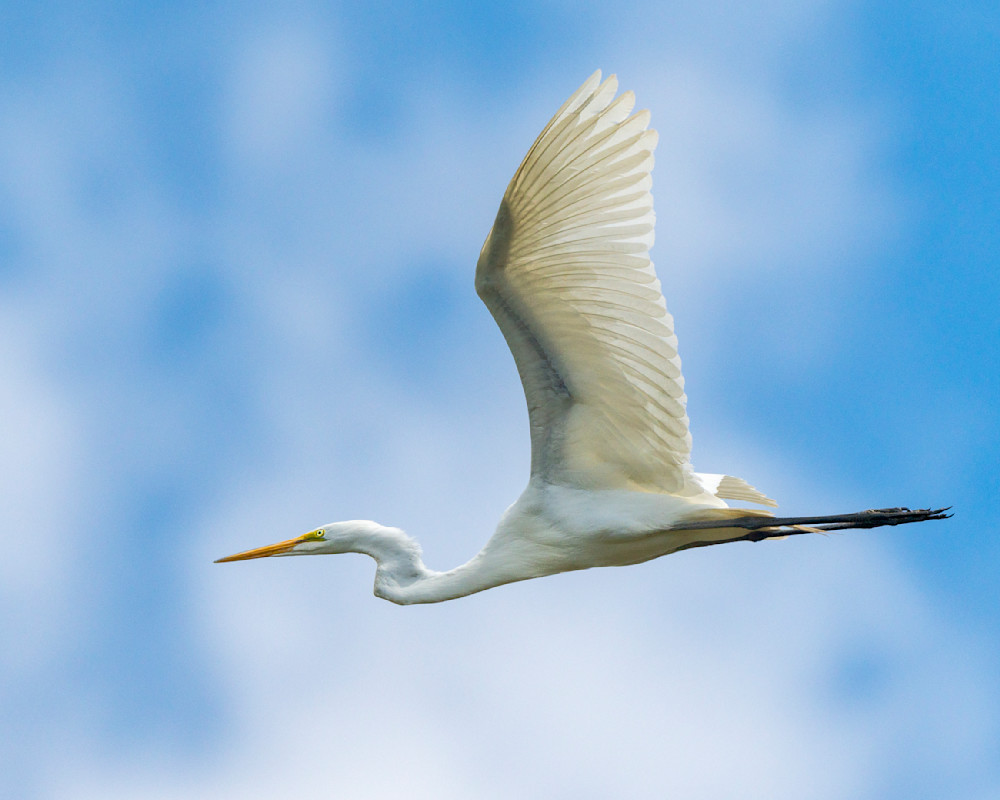 White Great Egret Flying with Wings Outstretched Under Blue Sky and Scattered Clouds