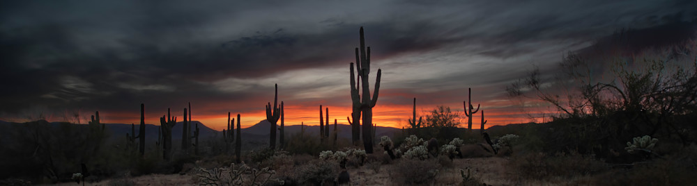 Day 4   Saguaro Forest Wide Panorama Photography Art | davehatton