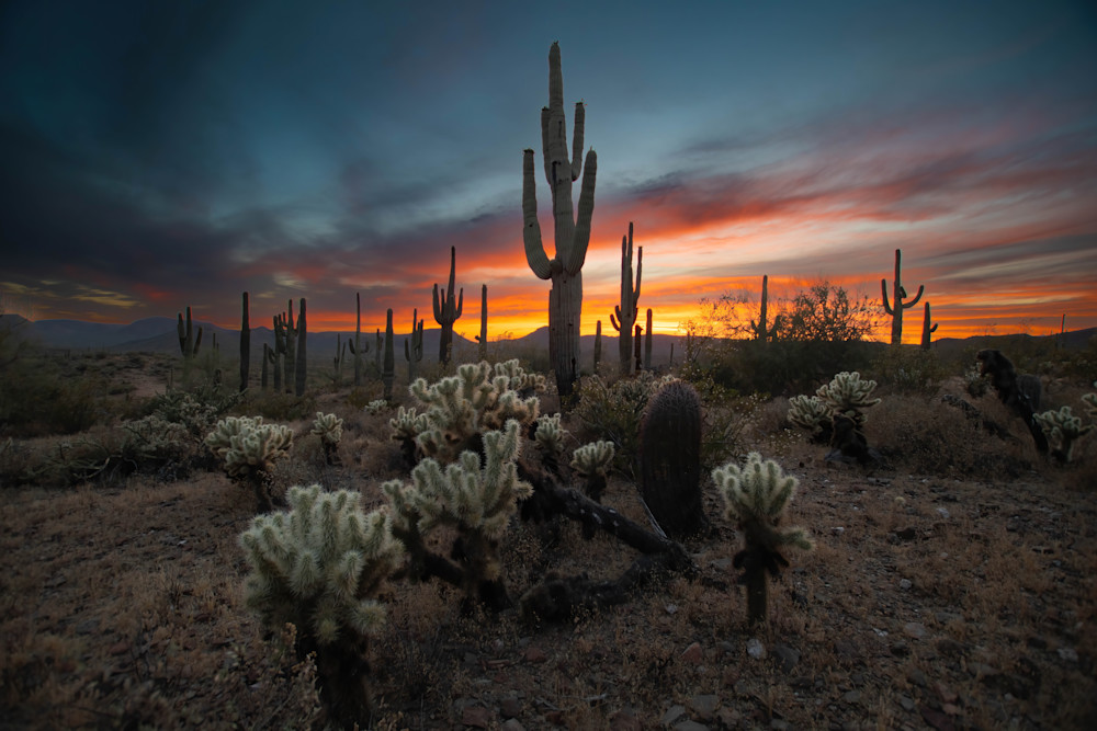 Day 4   Desert Plants Sunset Photography Art | davehatton