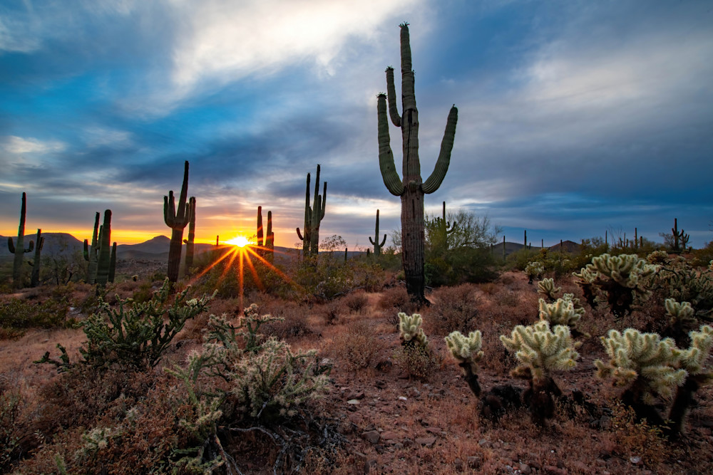 Day 4   Saguaro Forest Photography Art | davehatton