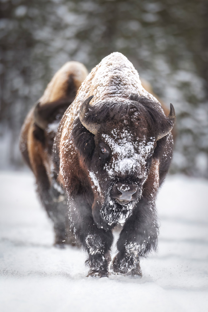 "Winter Royalty" Photography Art | D. Robert Franz Photography