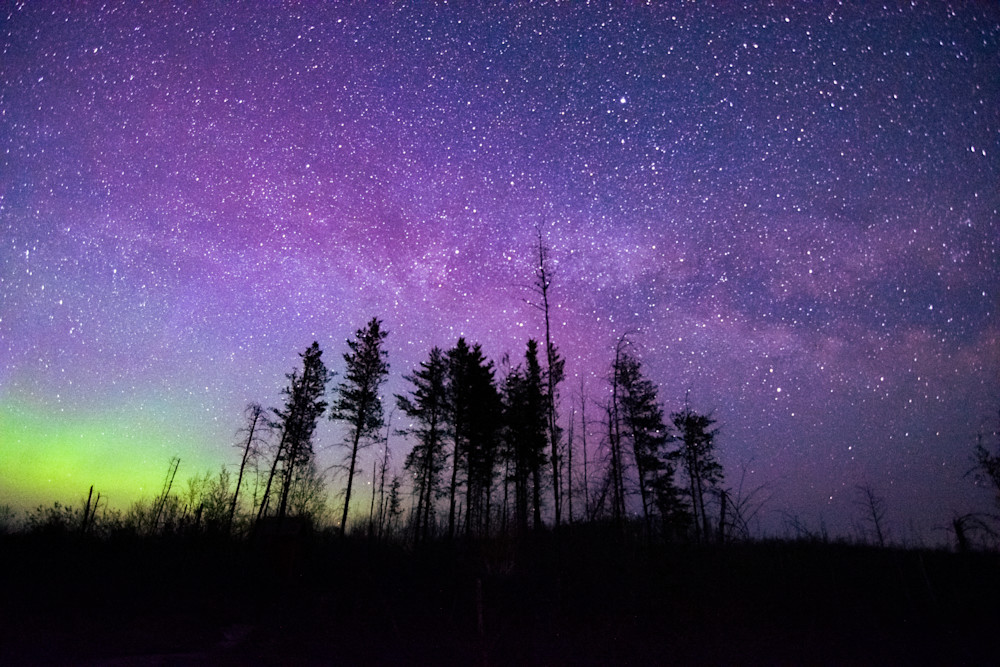 Northern Lights Over The Pines   Canada Photography Art | Nerd Network Inc