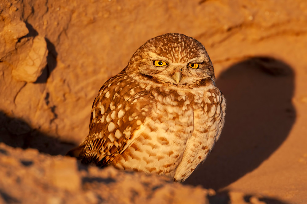 Aglow In Arizona: The Burrowing Owl Bathed In Golden Light" Photography Art | D. Robert Franz Photography