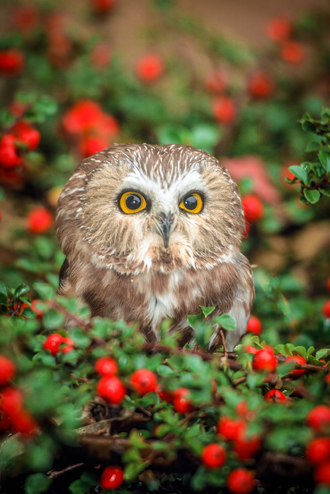 "Nature's Jewel: The Saw Whet Owl Amidst Red Berries" Photography Art | D. Robert Franz Photography