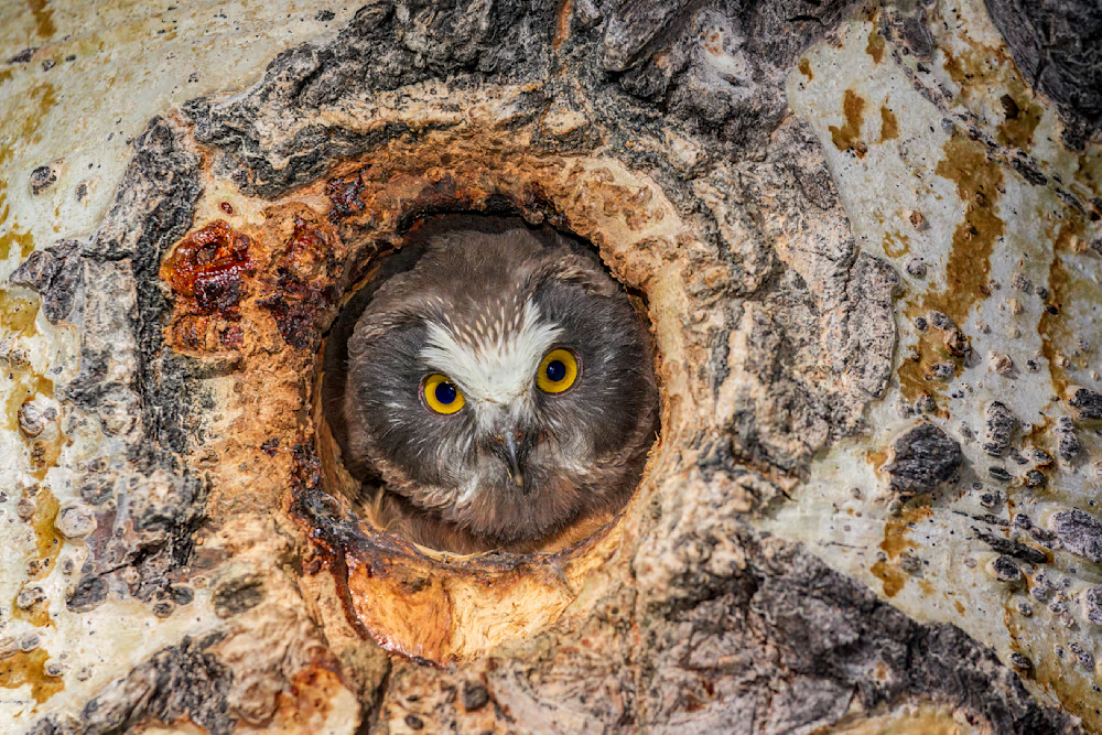 "Wilderness Peek" Photography Art | D. Robert Franz Photography