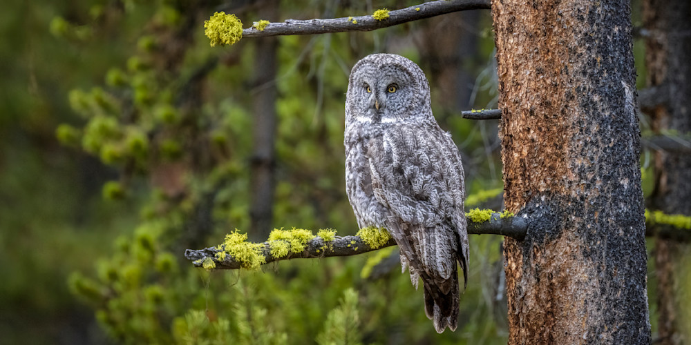 "Mossy Majesty: The Great Gray Owl Of Yellowstone" Photography Art | D. Robert Franz Photography