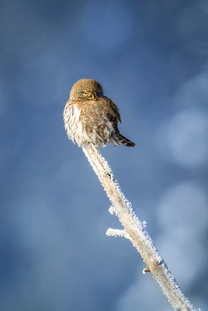 "Winter's Mighty Hunter: The Northern Pygmy Owl In Yellowstone" Photography Art | D. Robert Franz Photography