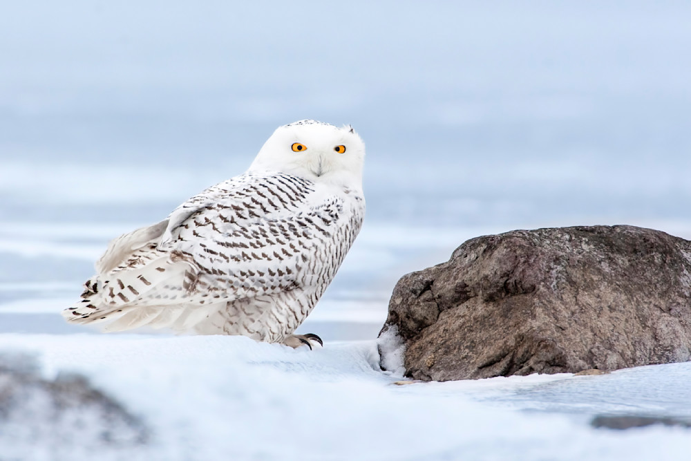 "Winter's Sentinel: The Snowy Owl On The Frozen Montana Shore" Photography Art | D. Robert Franz Photography