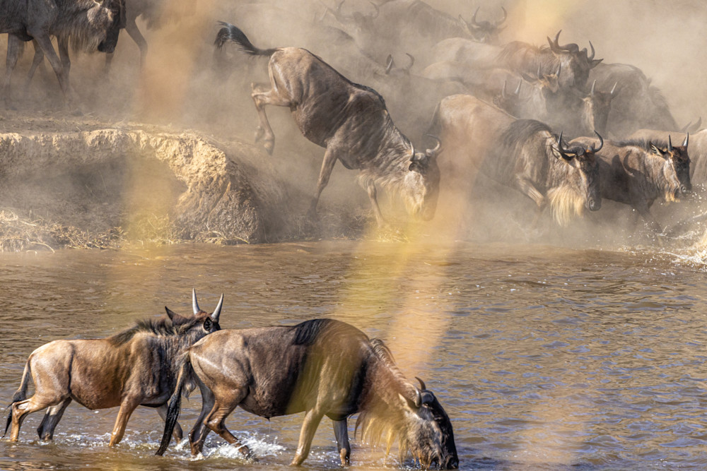 Wildebeest At The Mara River Photography Art | waynesimpson