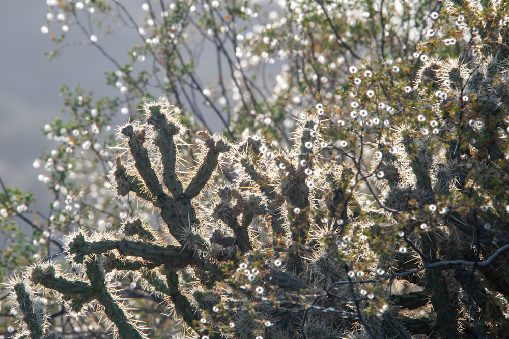 Day 7   Staghorn Cholla And Creosote Photography Art | davehatton