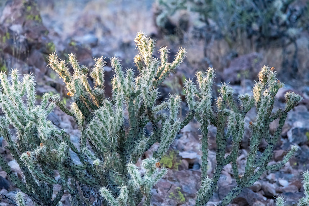 Day 7   Staghorn Cholla Cactus Photography Art | davehatton