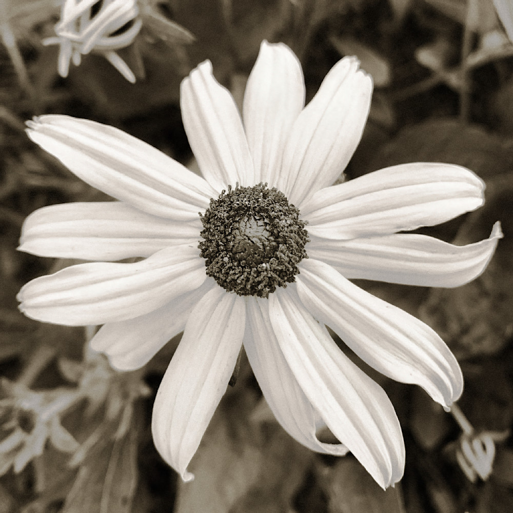 Black Eye Susan Cs Art | Sky + Sparks Luxury Fine Art