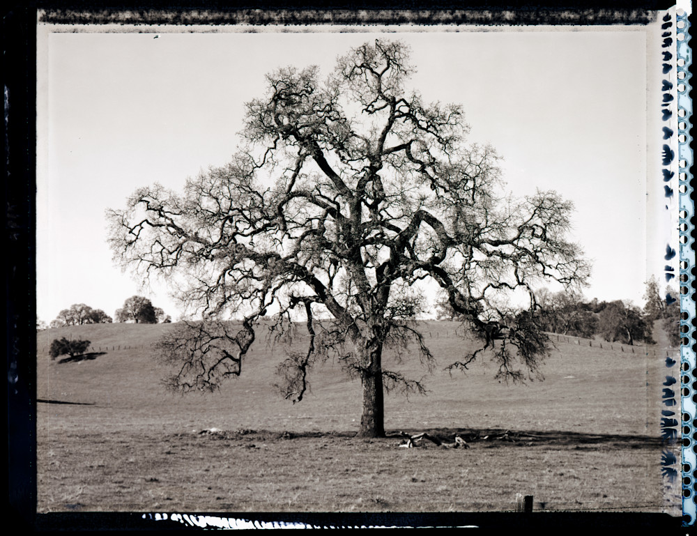 Lone Oak 1 Photography Art | Chris Purdy Photographic Art