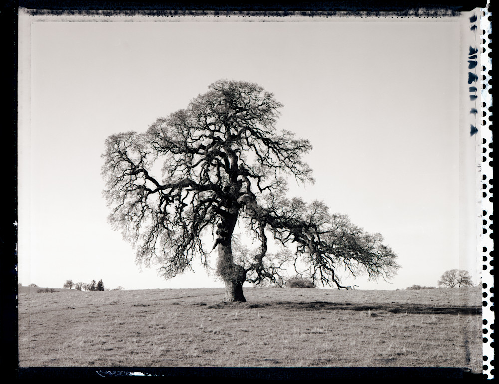 Lone Oak 2 Photography Art | Chris Purdy Photographic Art