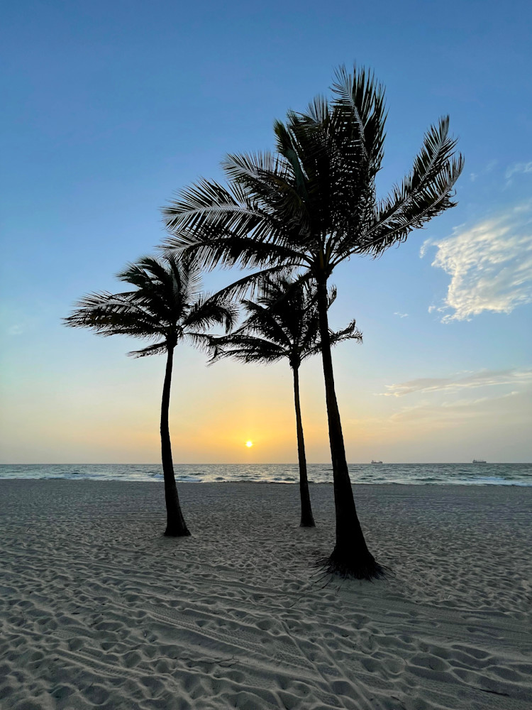 Palm Trees Standing Alone Photography Art | Don Kerner Photography