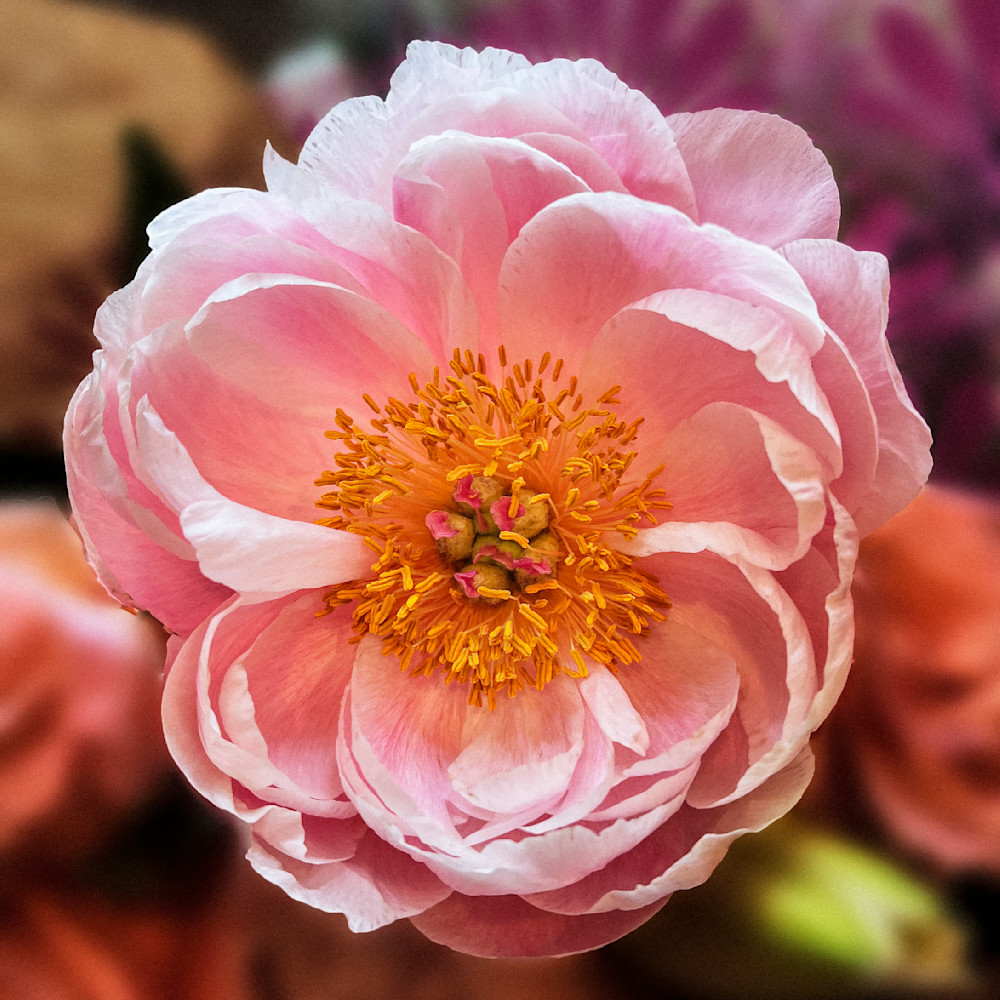 Blossom Explosian Clr Art | Sky + Sparks Luxury Fine Art