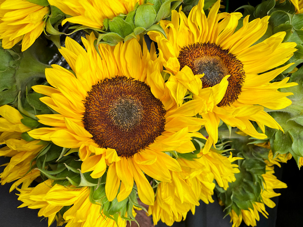 Sun Twins Clr Art | Sky + Sparks Luxury Fine Art