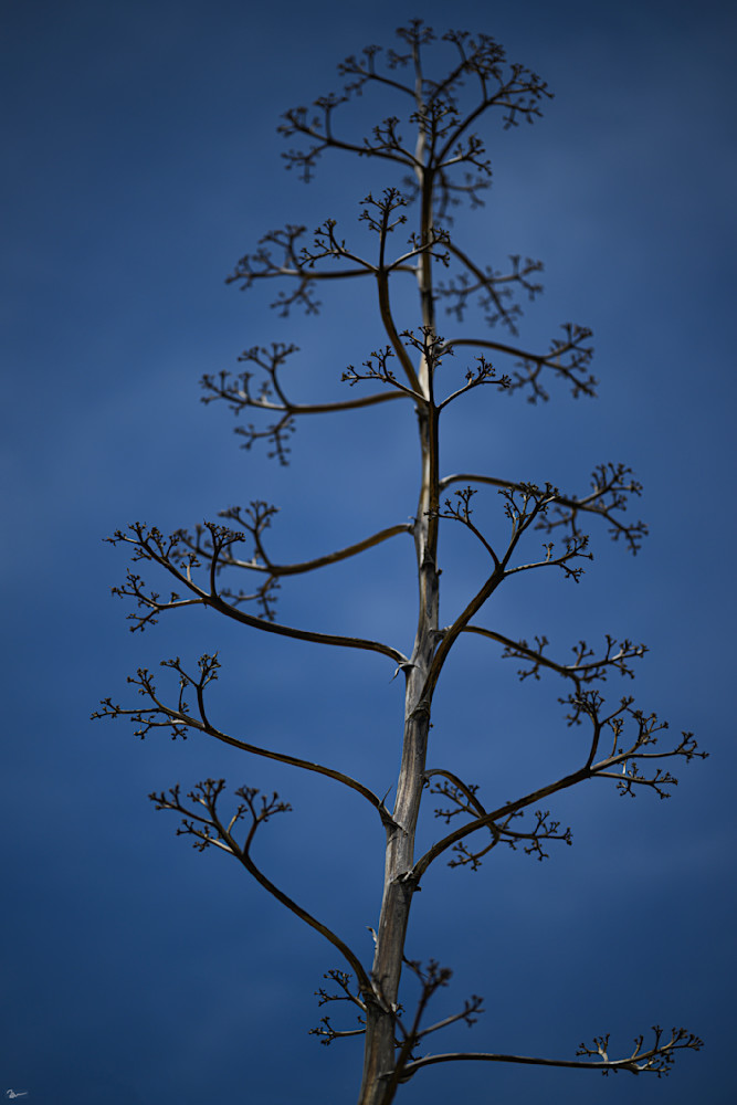 Tree Pita Photography Art | Robert Levy Photographics