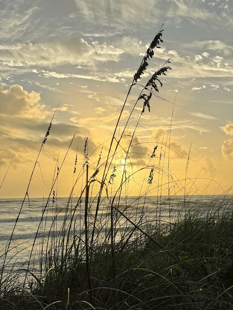 Peering Through The Sea Oats Photography Art | Don Kerner Photography