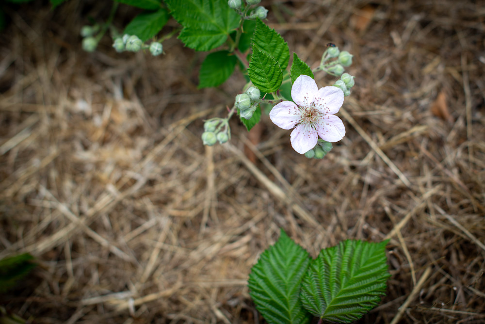 Blackberry Flower Buds Photography Art | Scott Capen Photography