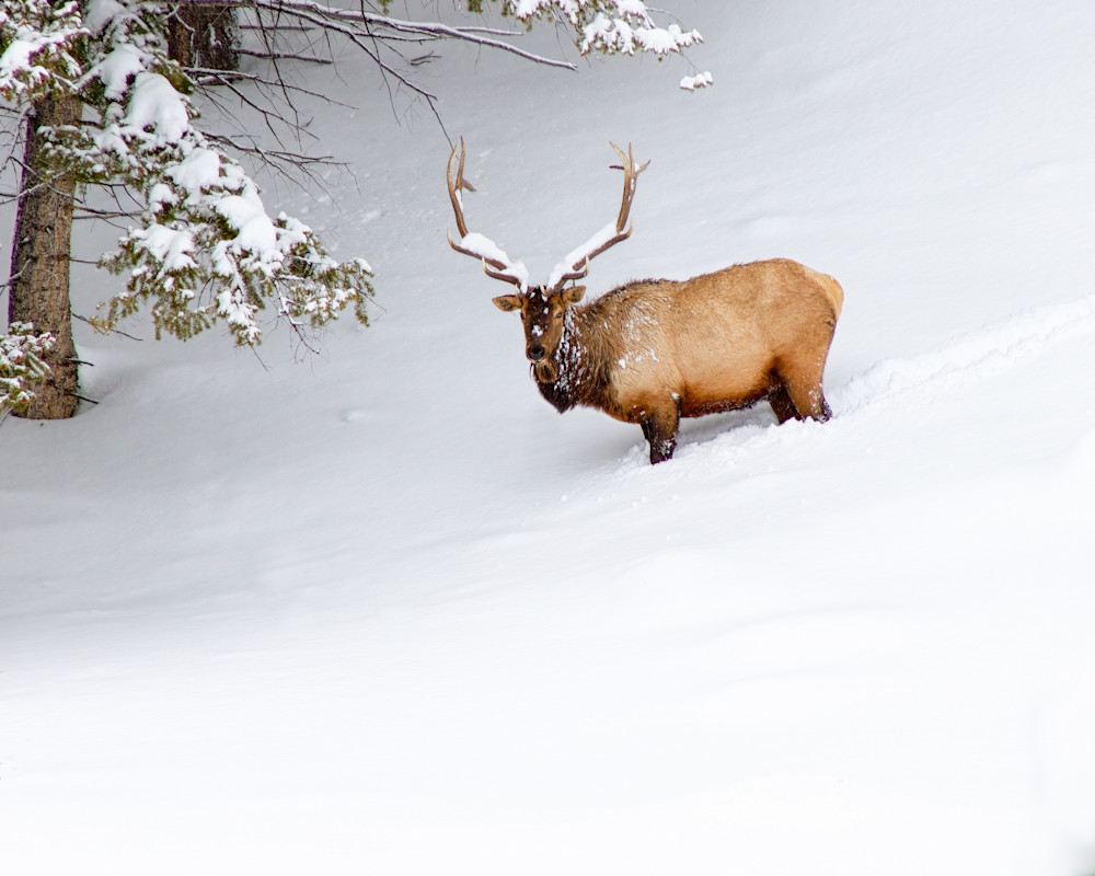 Snow Covered Elk Photography Art | Julie Chapa Photography