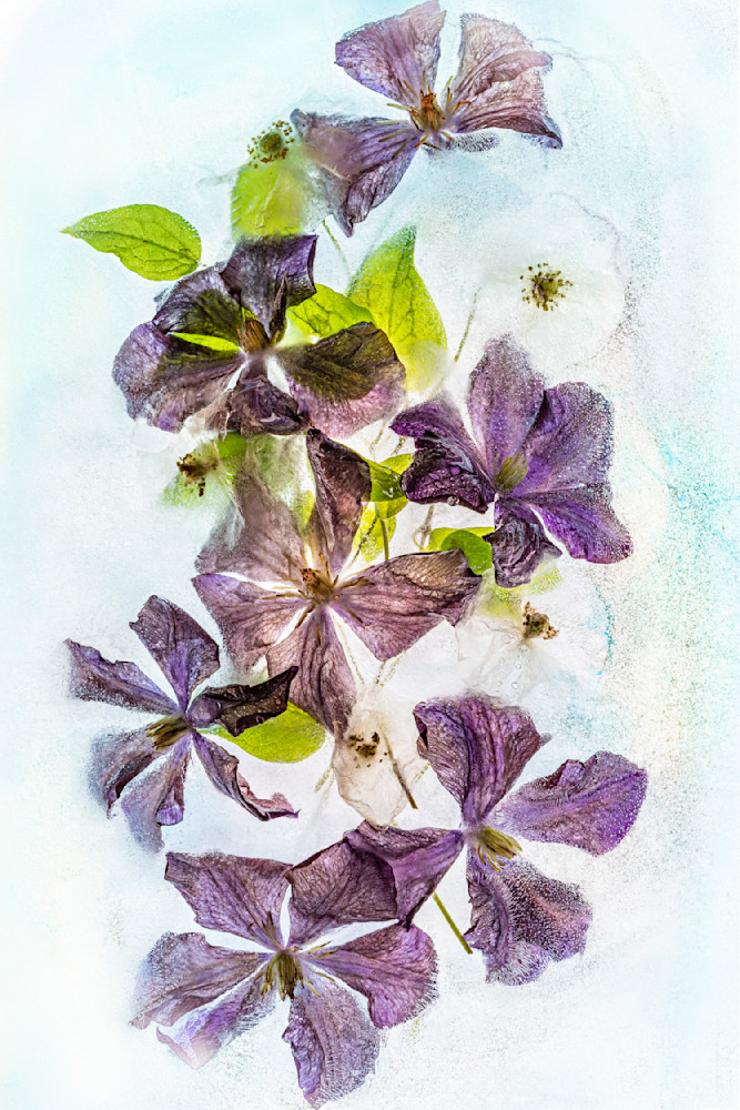 Clematis And White Poppies In Ice Photography Art | Paula Tremba Photographs LLC