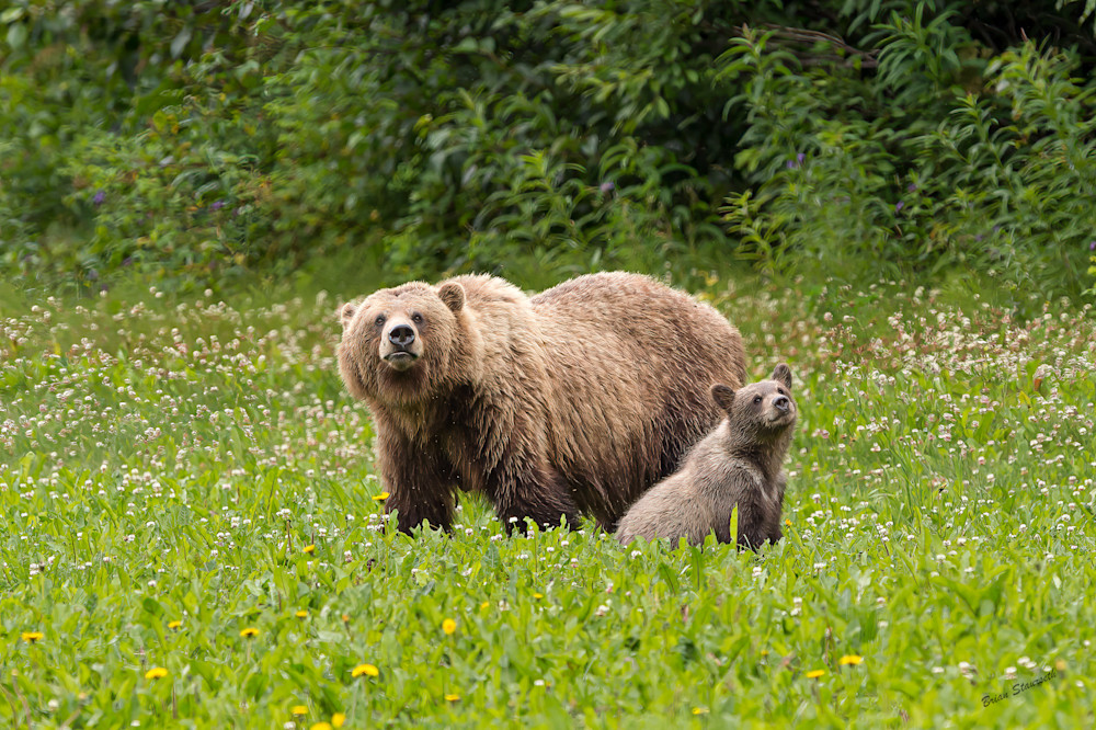 Bears In The Clover Art | Alaska Wild Bear Photography