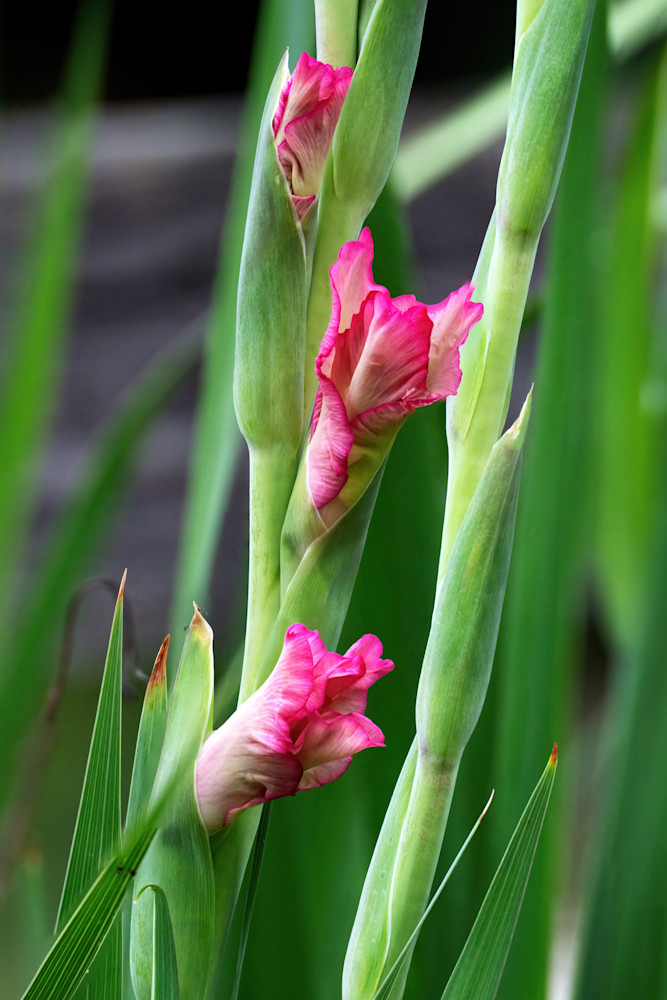 Opening Buds On A Gladiola Photography Art | Playful Gallery by Rob Harrison