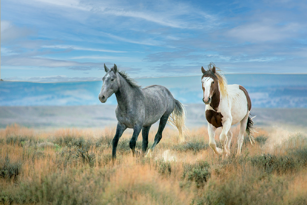 2295 Wild Mustang Photography Art | Cunningham Gallery