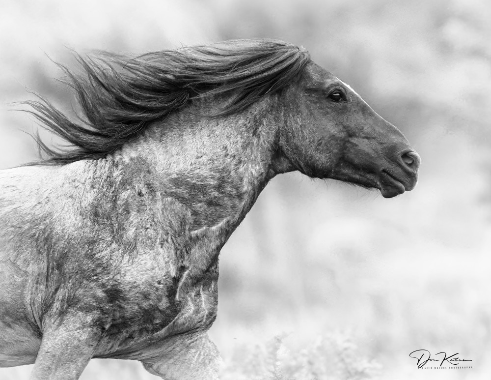 The Wild One Photography Art | Kates Nature Photography, Inc.