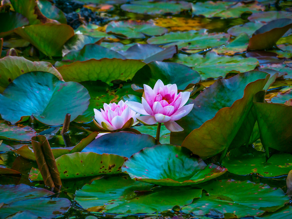 Water Lilies At Armadale Art | Susan J. Photography, LLC