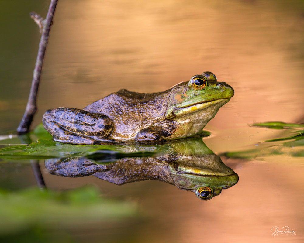 Bullfrog on Golden Pond