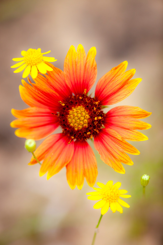  "A Tapestry Of Warmth: Embracing The Mexican Blanket Wildflower" Photography Art | D. Robert Franz Photography