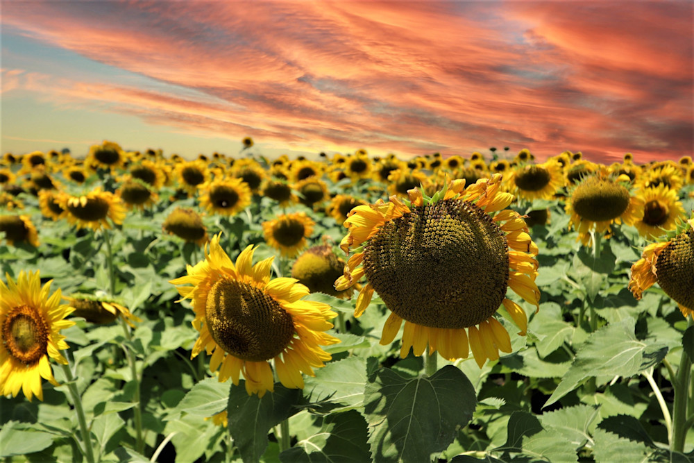 Texas Sunflowers Photography Art | Stacy Adams Photography
