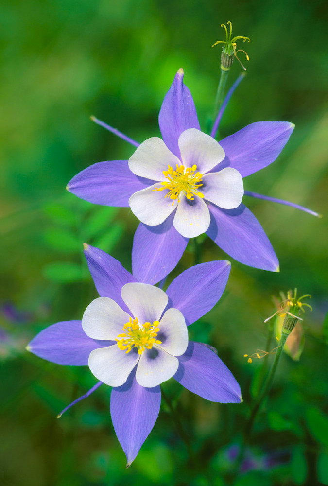 "Colorado's Floral Jewels: A Pair Of Blue Columbines In The High Country" Photography Art | D. Robert Franz Photography