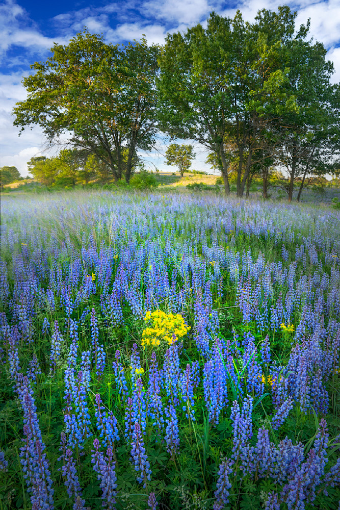 3805 Lupin In Trempealeau Wildlife Refuge Photography Art | Cunningham Gallery