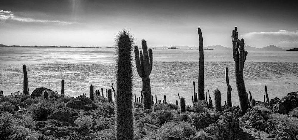 Bw Cactus Island Photography Art | OMS Photo Art Store