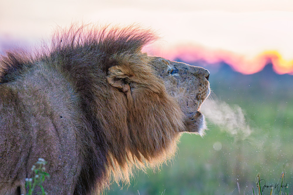 Roaring Lion Photography Art | James Ward Nature Photography