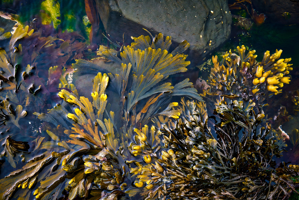 Seaweed2 Photography Art | OMS Photo Art Store