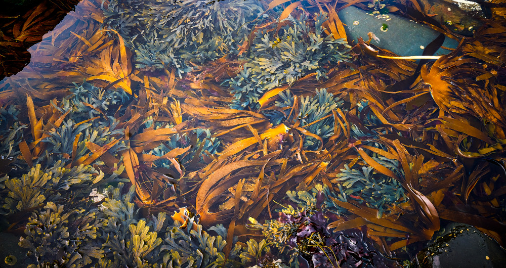 Seaweed Photography Art | OMS Photo Art Store