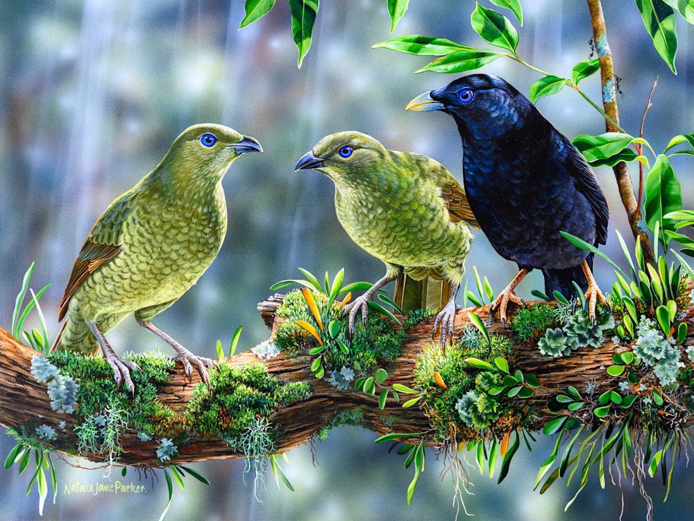 Satin Bowerbirds (Ptilonorhynchus violaceus) Australian Wildlife Art by Natalie Jane Parker