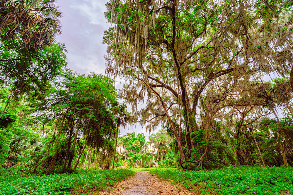 Newnans Lake Forest In Gainesville, Florida Fine Art Print Art | McClean Photography