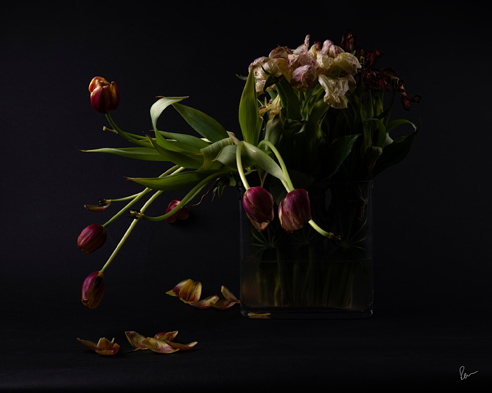 Tulips Still Life 3 Photography Art | Robert Levy Photographics