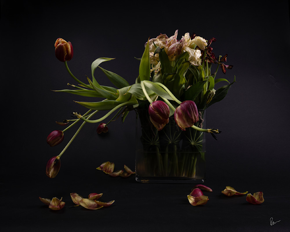 Tulips Still Life 2 Photography Art | Robert Levy Photographics