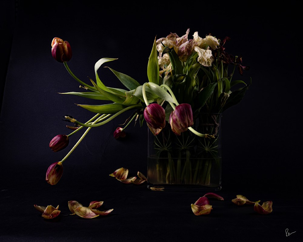 Tulips Still Life 1 Photography Art | Robert Levy Photographics