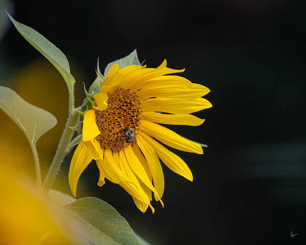 Sunflower & Bee Photography Art | Robert Levy Photographics