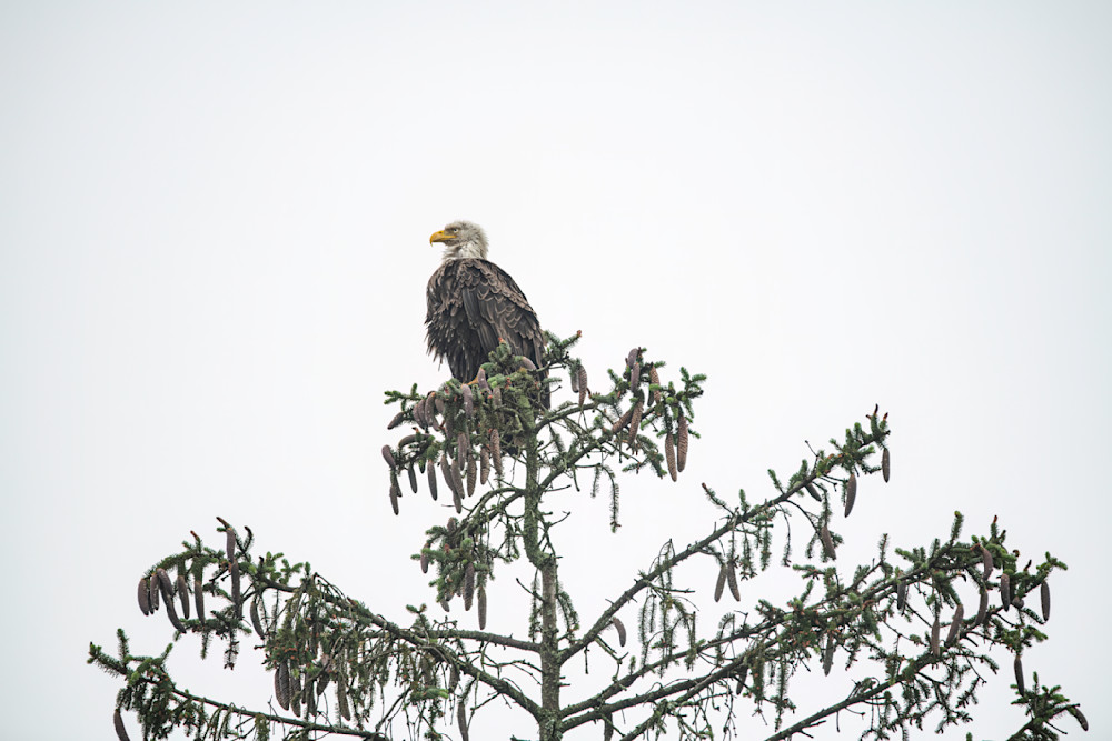 Bald Eagle Drying Off