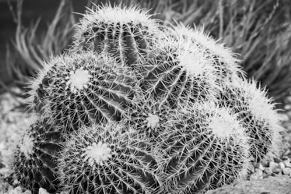 Golden Barrel Cactus BW, Tucson, Arizona